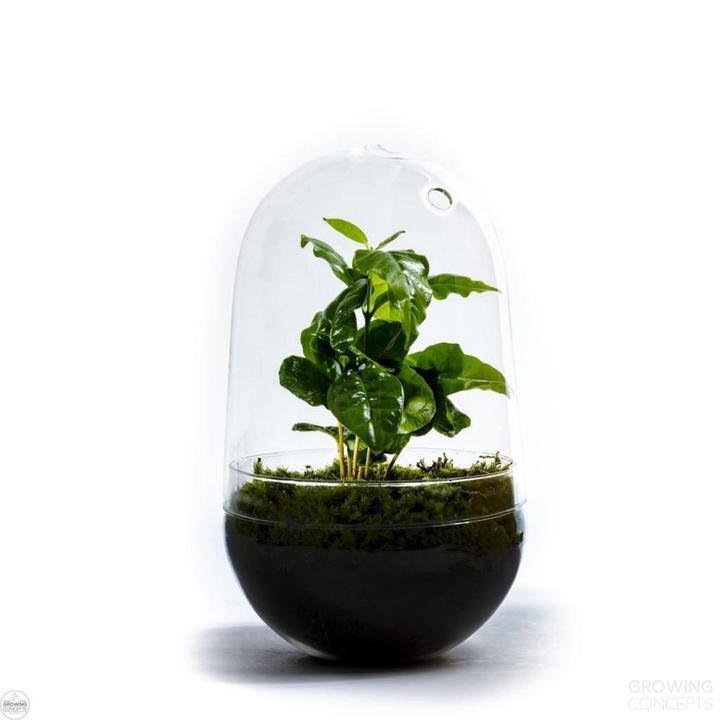 planten in glas